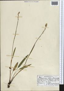 Bistorta elliptica (Willd. ex Spreng.) Kom., Middle Asia, Northern & Central Tian Shan (M4) (Kazakhstan)