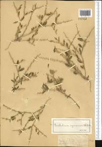 Euclidium syriacum (L.) W.T.Aiton, Middle Asia, Dzungarian Alatau & Tarbagatai (M5) (Kazakhstan)