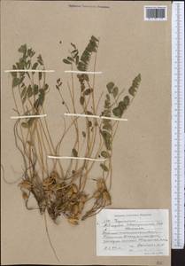 Astragalus schanginianus Pall., Middle Asia, Western Tian Shan & Karatau (M3) (Kyrgyzstan)