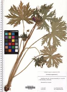 Geranium sanguineum L., Eastern Europe, Eastern region (E10) (Russia)