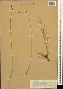 Carex tristis M.Bieb., Caucasus, North Ossetia, Ingushetia & Chechnya (K1c) (Russia)