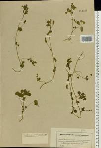 Medicago lupulina L., Eastern Europe, Moscow region (E4a) (Russia)