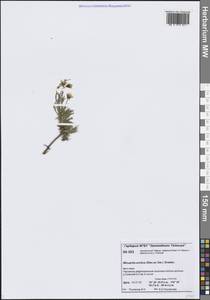 Cherleria arctica (Steven ex Ser.) A.J.Moore & Dillenb., Siberia, Central Siberia (S3) (Russia)
