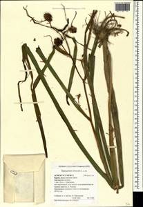 Sparganium erectum L., Crimea (KRYM) (Russia)