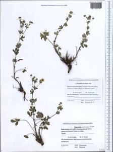 Potentilla inclinata Vill., Caucasus, Black Sea Shore (from Novorossiysk to Adler) (K3) (Russia)