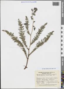 Biebersteinia multifida DC., Middle Asia, Pamir & Pamiro-Alai (M2) (Tajikistan)