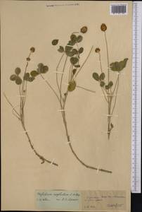 Trifolium fragiferum subsp. bonannii (C.Presl)Sojak, Middle Asia, Kopet Dag, Badkhyz, Small & Great Balkhan (M1) (Turkmenistan)