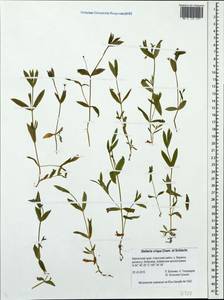 Stellaria crispa Cham. & Schltdl., Siberia, Chukotka & Kamchatka (S7) (Russia)
