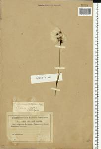 Eriophorum latifolium Hoppe, Eastern Europe, Western region (E3) (Russia)