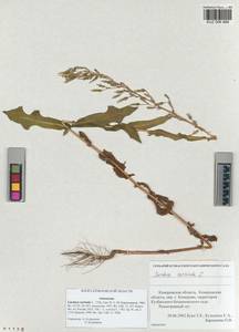 Lactuca serriola L., Siberia, Altai & Sayany Mountains (S2) (Russia)