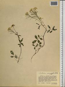 Cardamine macrophylla Willd., Siberia, Russian Far East (S6) (Russia)