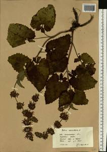 Salvia verticillata L., Eastern Europe, West Ukrainian region (E13) (Ukraine)