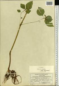 Impatiens parviflora DC., Eastern Europe, Moscow region (E4a) (Russia)