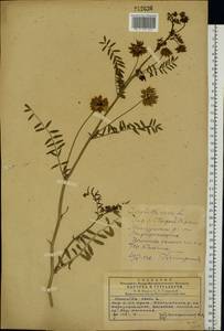 Coronilla varia L., Eastern Europe, South Ukrainian region (E12) (Ukraine)