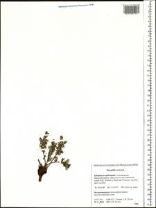 Potentilla sericea L., Siberia, Baikal & Transbaikal region (S4) (Russia)
