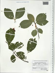 Euonymus macropterus Rupr., Siberia, Russian Far East (S6) (Russia)