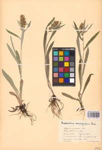 Omalotheca norvegica (Gunnerus) Sch. Bip. & F. W. Schultz, Eastern Europe, Northern region (E1) (Russia)