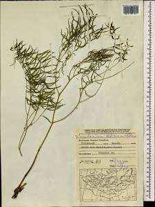 Cynanchum thesioides (Freyn) K. Schum., Mongolia (MONG) (Mongolia)