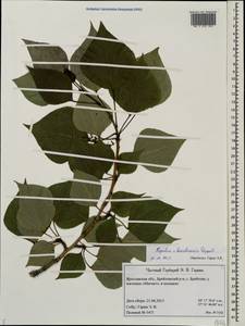 Populus ×berolinensis K. Koch, Eastern Europe, Central forest region (E5) (Russia)