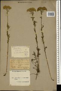 Achillea nobilis L., Caucasus, Armenia (K5) (Armenia)