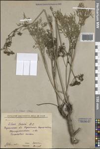 Silaum silaus (L.) Schinz & Thell., Eastern Europe, Central forest-and-steppe region (E6) (Russia)