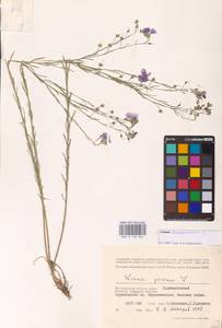 Linum austriacum L., Eastern Europe, Lower Volga region (E9) (Russia)