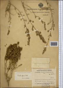Pyankovia affinis (C. A. Mey. ex Schrenk) Mosyakin & Roalson, Middle Asia, Muyunkumy, Balkhash & Betpak-Dala (M9) (Kazakhstan)