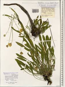 Cephalaria coriacea (Willd.) Roem. & Schult. ex Steud., Caucasus, Stavropol Krai, Karachay-Cherkessia & Kabardino-Balkaria (K1b) (Russia)