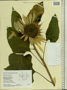 Helianthus annuus L., Eastern Europe, Central region (E4) (Russia)