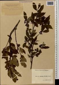 Vaccinium arctostaphylos L., Caucasus, Krasnodar Krai & Adygea (K1a) (Russia)