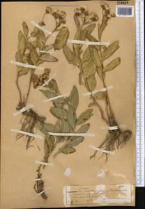 Jacobaea racemulifera (Pavlov) C. Ren & Q. E. Yang, Middle Asia, Western Tian Shan & Karatau (M3) (Kazakhstan)