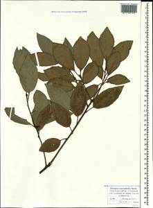 Elaeagnus macrophylla Thunb., Caucasus, Black Sea Shore (from Novorossiysk to Adler) (K3) (Russia)