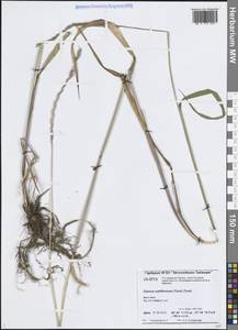 Elymus fibrosus (Schrenk) Tzvelev, Siberia, Central Siberia (S3) (Russia)