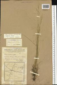 Puccinellia tenuissima (Litv. ex V.I.Krecz.) Pavlov, Siberia, Western Siberia (S1) (Russia)