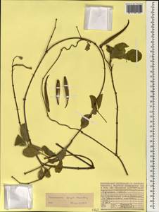 Secamone fryeri Hemsl., Africa (AFR) (Seychelles)