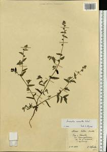 Amsinckia menziesii (Lehm.) A. Nelson & J. F. Macbr., Eastern Europe, Central forest region (E5) (Russia)