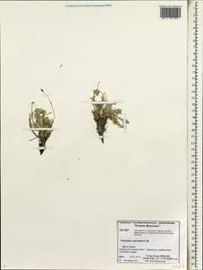 Potentilla pulchella R. Br., Siberia, Chukotka & Kamchatka (S7) (Russia)