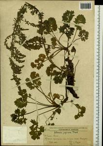 Artemisia japonica Thunb., Siberia, Russian Far East (S6) (Russia)
