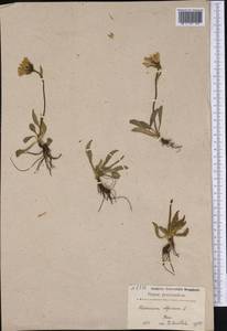 Hieracium alpinum L., America (AMER) (Greenland)