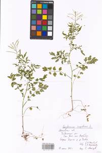 Cardamine impatiens L., Eastern Europe, Moscow region (E4a) (Russia)