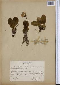 Primula auricula L., Western Europe (EUR) (Austria)