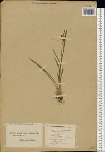 Carex flava L., Eastern Europe, Northern region (E1) (Russia)