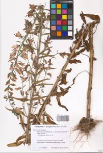 Campanula × spryginii Saksonov, Tzvelev & Bot.Zhurn., Eastern Europe, Central region (E4) (Russia)