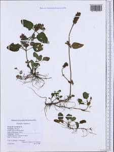 Prunella vulgaris L., Western Europe (EUR) (Germany)