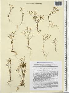 Sabulina tenuifolia subsp. tenuifolia, Caucasus, Georgia (K4) (Georgia)