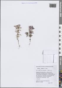 Teloxys aristata (L.) Moq., Siberia, Baikal & Transbaikal region (S4) (Russia)