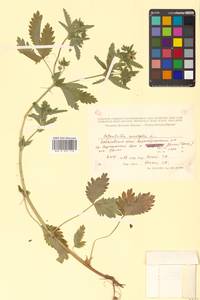 Potentilla norvegica L., Siberia, Russian Far East (S6) (Russia)