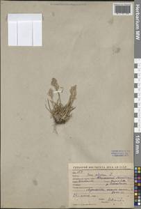 Poa alpina L., Middle Asia, Western Tian Shan & Karatau (M3) (Kyrgyzstan)