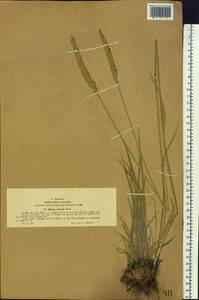 Psathyrostachys juncea (Fisch.) Nevski, Siberia, Western (Kazakhstan) Altai Mountains (S2a) (Kazakhstan)