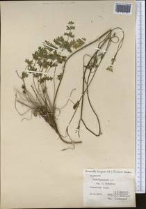 Pimpinella turcomanica Schischk., Middle Asia, Kopet Dag, Badkhyz, Small & Great Balkhan (M1) (Turkmenistan)